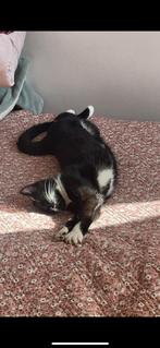 Gratis, Dieren en Toebehoren, Katten en Kittens | Overige Katten, Meerdere dieren