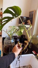 monstera variegata, Huis en Inrichting, Kamerplanten, Ophalen, Overige soorten, Minder dan 100 cm