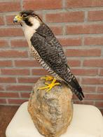 Opgezette prachtige Barberijse slechtvalk Vrouw, Ophalen of Verzenden, Nieuw, Vogel, Opgezet dier