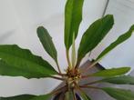Zaden Madagaskar Jewel, 10 voor €2,00., Ophalen of Verzenden, Overige soorten, Minder dan 100 cm