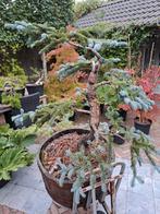Abies koreana vorm boom, Ophalen, Bloeit niet, Halfschaduw, Overige soorten