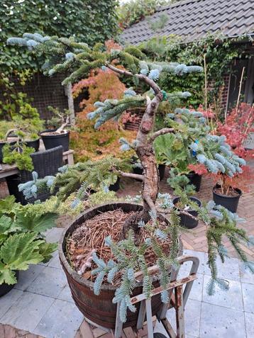 Abies koreana vorm boom  beschikbaar voor biedingen