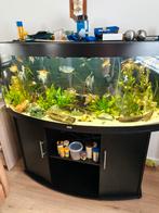 Tekoop compleet aquarium vision 450, Dieren en Toebehoren, Vissen | Aquaria en Toebehoren, Ophalen, Gebruikt, Gevuld zoetwateraquarium