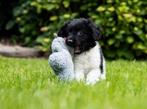 Friese stabij pups met stamboom, Dieren en Toebehoren, Honden | Chihuahua's en Gezelschapshonden, Overige rassen, CDV (hondenziekte)