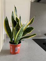 Sansevieria., Ophalen, Halfschaduw, Minder dan 100 cm