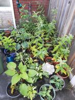 Vlinderstruiken paars en wit, hosta s 4,95 pst, Tuin en Terras, Planten | Tuinplanten, Vaste plant, Halfschaduw, Zomer, Ophalen