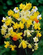 Botanische narcis bollen  ( 60 stuks), Ophalen of Verzenden, Najaar, Volle zon, Bloembol