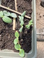 Surinaamse groente plantjes ninwa kousenband, en veel meer, Tuin en Terras, Planten | Tuinplanten, Ophalen, Volle zon, Groenteplanten