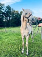 Lieve Haflinger, Dieren en Toebehoren, Pony's, Merrie, Recreatiepony, Met stamboom, 0 tot 2 jaar