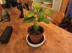 Sinaasappel plant stekjes, Tuin en Terras, Planten | Bomen, Overige soorten, Minder dan 100 cm, Zomer, Ophalen