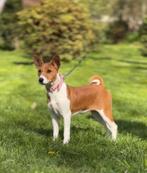 Basenji. Mooi. Voor jou., Fokker | Hobbymatig, Rabiës (hondsdolheid), 15 weken tot 1 jaar, Overige rassen