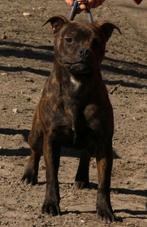 Staffordshire bull terriër teefje beschikbaar, Dieren en Toebehoren, Particulier, 15 weken tot 1 jaar, Buitenland, Teef