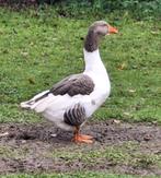 Twentse landgans, Dieren en Toebehoren, Pluimvee, Mannelijk, Gans of Zwaan