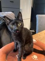 Jonge katten, Meerdere dieren, Ontwormd