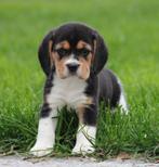 Beagle pups, Dieren en Toebehoren, Honden | Beagles, Bassets en Lopende honden, België, Beagle, CDV (hondenziekte), 8 tot 15 weken