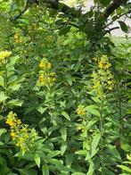 Te koop: jonge wederik plantjes, Vaste plant, Halfschaduw, Zomer, Ophalen