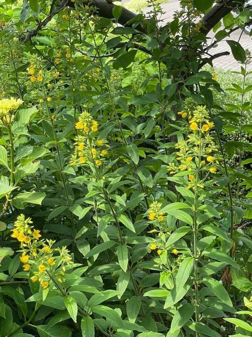 Te koop: jonge wederik plantjes, Tuin en Terras, Planten | Tuinplanten, Vaste plant, Overige soorten, Halfschaduw, Zomer, Ophalen