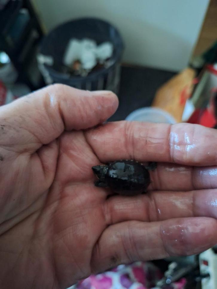 Kweek groep muskus waterschildpadden