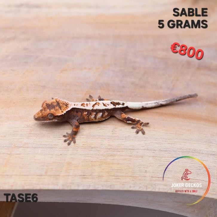 Wimpergekko Correlophus ciliatus JOKERGECKOS