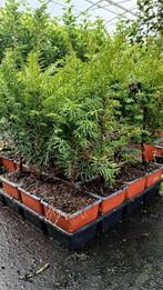 AANBIEDING!! Taxus 20/30 voor maar €2,95-, Ophalen of Verzenden, Taxus, Haag, Minder dan 100 cm
