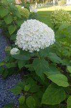 Diverse soorten hortensia’s / Hydrangea,s, Overige soorten, Vaste plant, Ophalen of Verzenden, Halfschaduw