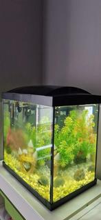 Complete aquarium inclusief guppies, Dieren en Toebehoren, Ophalen, Zo goed als nieuw, Gevuld zoetwateraquarium