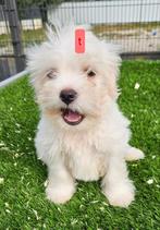 Te koop leuke boomer pups, Dieren en Toebehoren, Honden | Niet-rashonden, Nederland, CDV (hondenziekte), 8 tot 15 weken, Meerdere