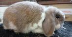 2 isabella-bonte voedsters (volwassen), Dieren en Toebehoren, Vrouwelijk, Dwerg, Hangoor, 0 tot 2 jaar