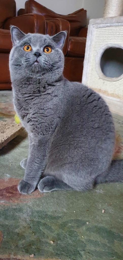 Brits korthaar Jaimy, Dieren en Toebehoren, Katten en Kittens | Raskatten | Korthaar, Kater, 3 tot 5 jaar, Met stamboom, Gechipt