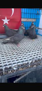 Prachtige Irakese Chocolade Duiven  – Gezond & Verzorgd, Meerdere dieren, Overige soorten