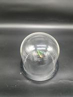 Zwarte stolp met insect tor, Ophalen of Verzenden