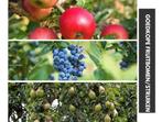 Fruitplanten te koop – aardbeien, bessen, frambozen, bramen, Tuin en Terras, Planten | Tuinplanten, Ophalen of Verzenden, Fruitplanten