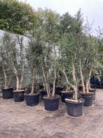 Quercus subur | Kurkeiken in verschillende maten, Ophalen of Verzenden, Overige soorten