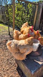 Orpington buff groot broedeieren, Dieren en Toebehoren, Pluimvee