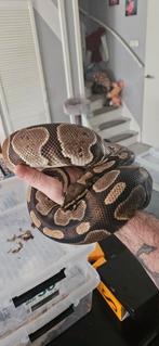 Slangenrack v70 2x10  , 12x  koningspython,  python regius, Slang, 3 tot 6 jaar