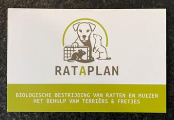 Rattenvangen, ratten weren, ratten bestrijden beschikbaar voor biedingen