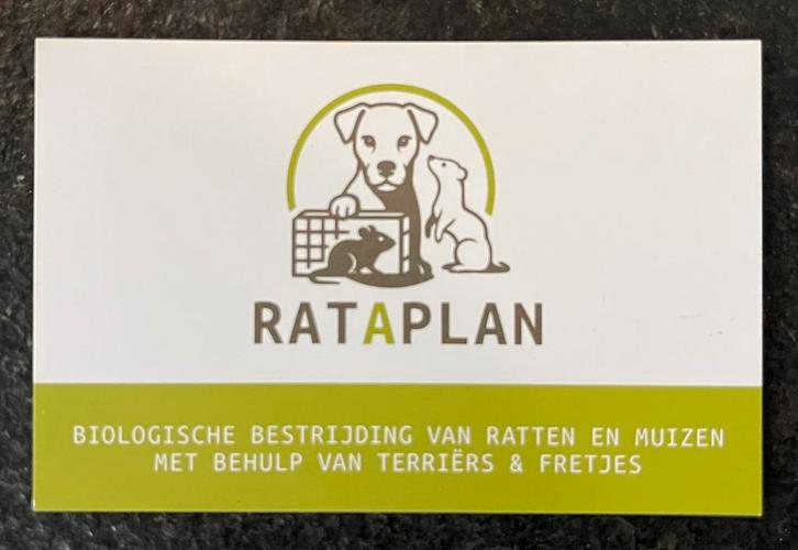 Ratten vangen, ratten weren, ratten bestrijden, rat overlast, Diensten en Vakmensen, Ongediertebestrijding, Muizen of Ratten