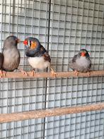 Koppels zebravinken charcoal., Dieren en Toebehoren, Vogels | Overige Vogels, Meerdere dieren, Tropenvogel