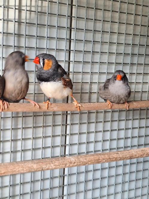 Koppels zebravinken charcoal., Dieren en Toebehoren, Vogels | Overige Vogels, Tropenvogel, Meerdere dieren
