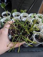 Rhipsalis koraalcactus, Ophalen, Overige soorten, Minder dan 100 cm