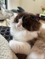 Raszuivere ragdoll kater, Dieren en Toebehoren, Kater, Gechipt, 3 tot 5 jaar