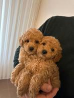 Lieve dwerg poedel / toy puppy reutje, Dieren en Toebehoren, Poedel, Reu, CDV (hondenziekte), 8 tot 15 weken