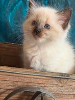 100% Ragdoll kittens, Dieren en Toebehoren, Meerdere dieren, Gechipt