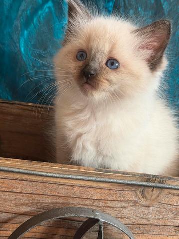 100% Ragdoll kittens beschikbaar voor biedingen