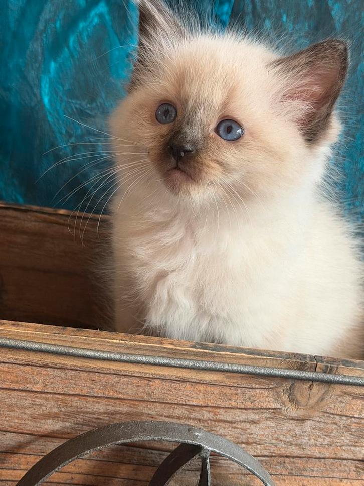 100% Ragdoll kittens, Dieren en Toebehoren, Katten en Kittens | Raskatten | Langhaar, Meerdere dieren, Gechipt