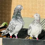 Koppel iran duiven, Dieren en Toebehoren, Vogels | Duiven, Meerdere dieren, Postduif