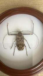 Opgezette Harlekijnboktor, Ophalen of Verzenden, Nieuw, Insect, Opgezet dier