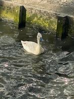 Diverse siereenden te koop, Dieren en Toebehoren, Pluimvee, Meerdere dieren, Eend