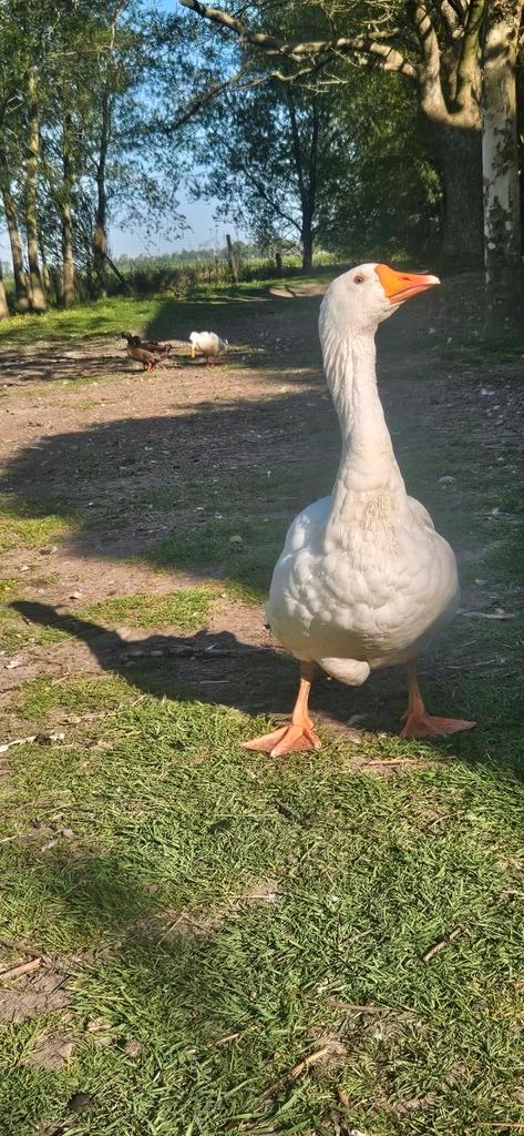 Koppel mamnetjes, Dieren en Toebehoren, Pluimvee, Eend, Meerdere dieren