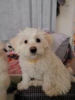 Laatste Maltezer pup reutje, Dieren en Toebehoren, Overige Dieren, September, Mannelijk